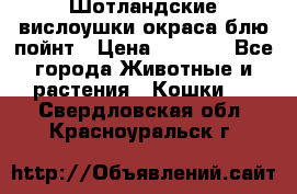 Шотландские вислоушки окраса блю пойнт › Цена ­ 4 000 - Все города Животные и растения » Кошки   . Свердловская обл.,Красноуральск г.